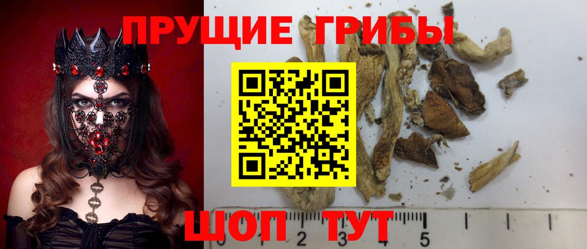 Новокубанск  Псилоцибиновые грибы Magic Shrooms  Псилоцибиновые грибы Psilocybe  Вход с VPN 